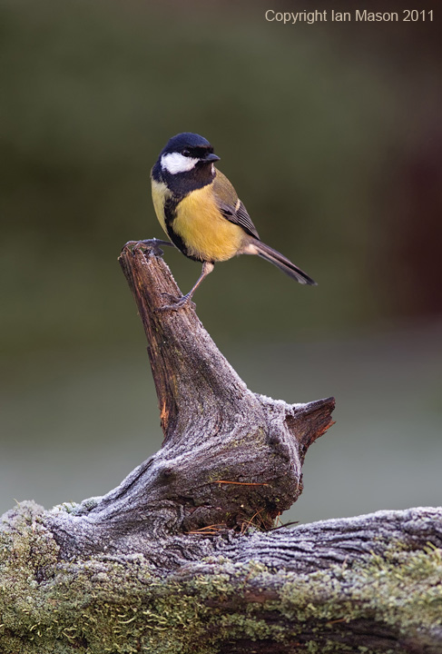 Great Tit (no reflection)