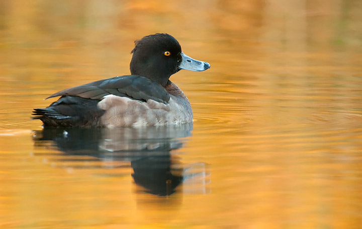 Tuftie