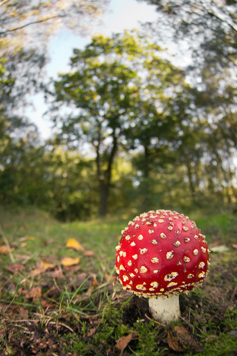 Wideangle Fly Agaric 