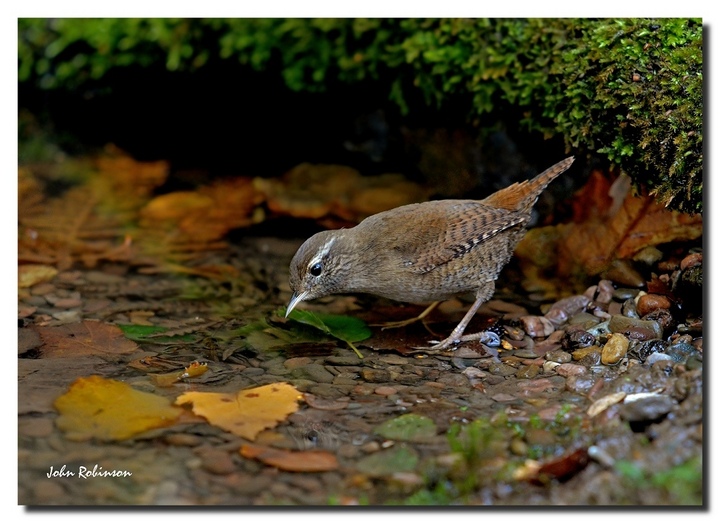 Wren