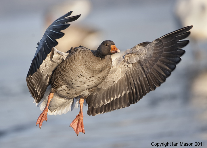 Greylag Goose
