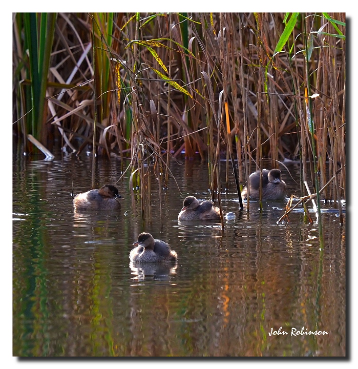 Grebes+ repost
