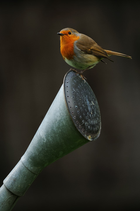 Robin