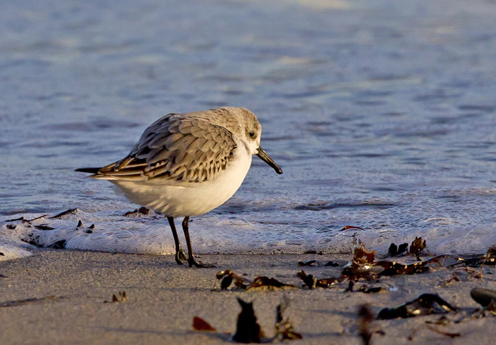 Sanderling