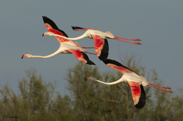 Flamingo