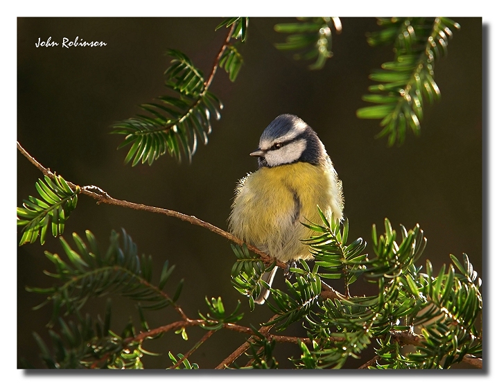 Backlit Tit