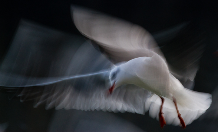 Black headed Gull