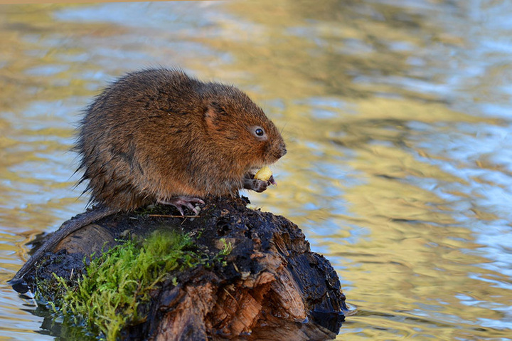 Water Vole.