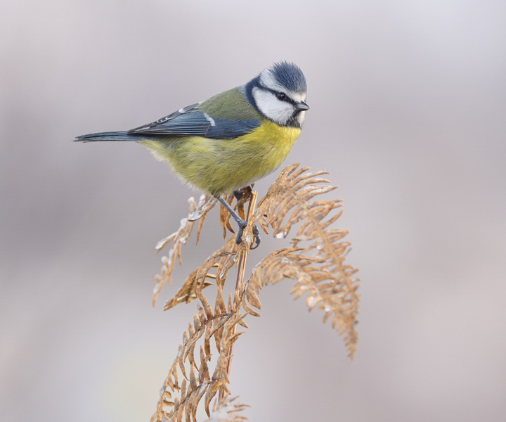 Blue tit on bracken