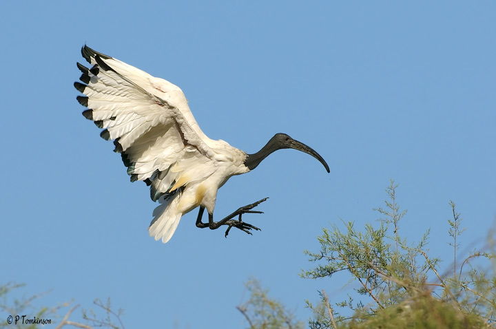 Sacred ibis