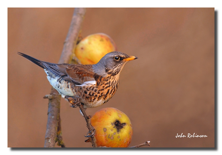 Apple eater
