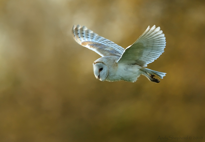 Barn Owl