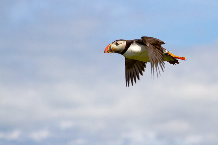 Puffin in flight