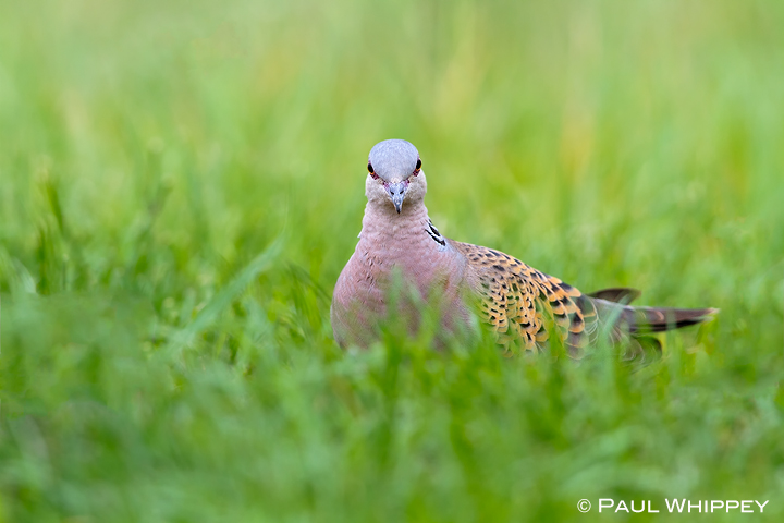 Turtle dove