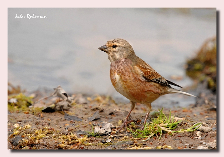 Poolside Linnet