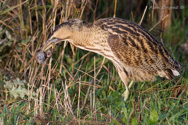 Bittern With Vole