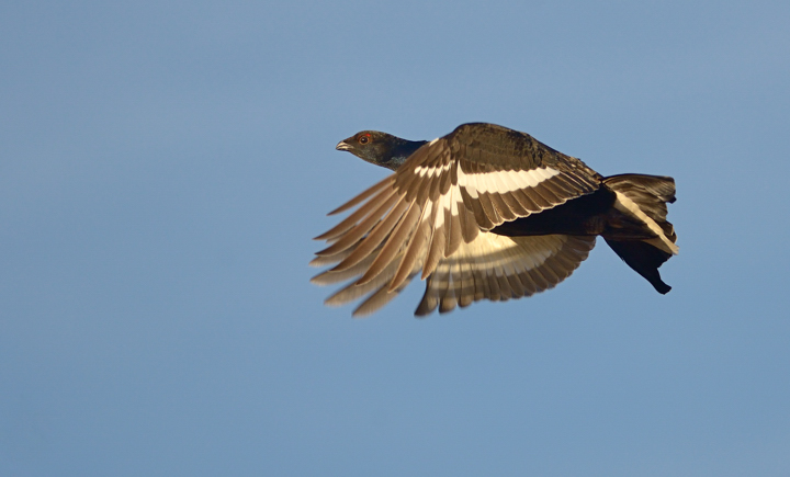 Grouse in flight