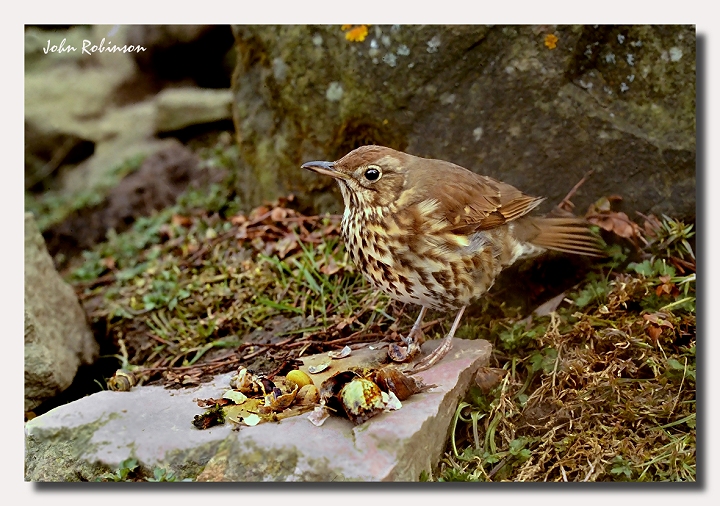 Ancient Thrush