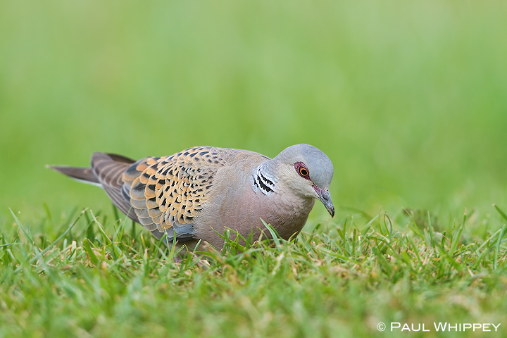 Turtle Dove II