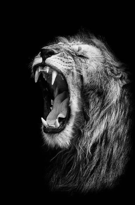 Roar!!