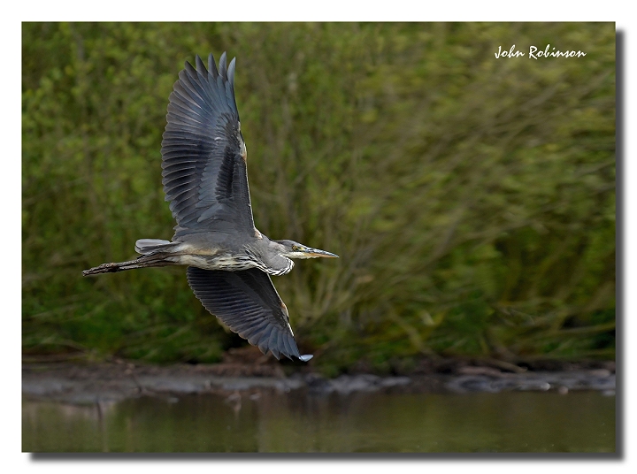 Heron