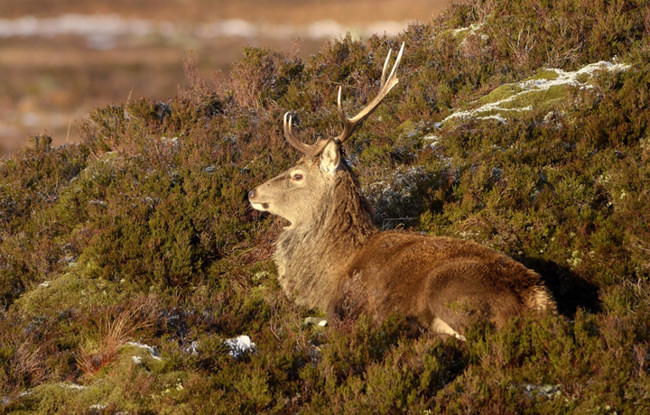Sun bathing stag