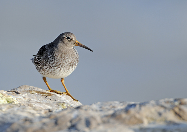 Purple sandpiper