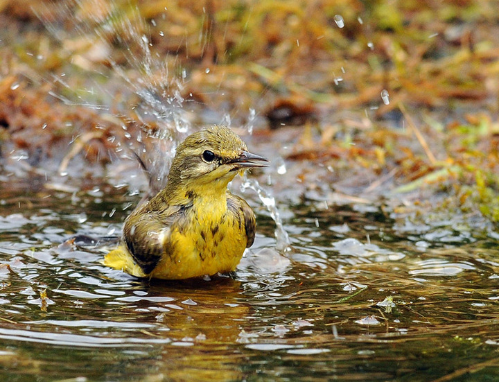 Wagtail in the bath.