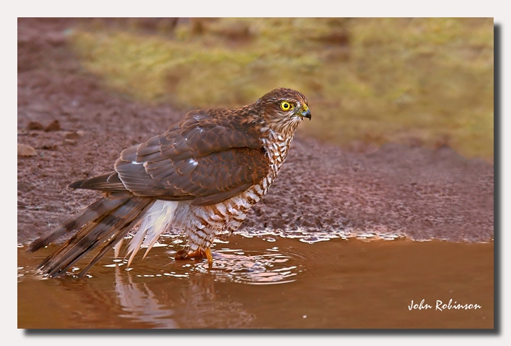 Wet hawk
