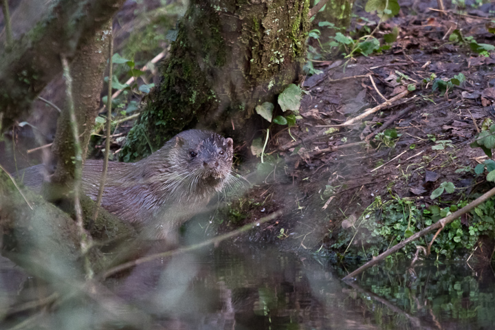 An otter in the bush is worth . . . . . . . .