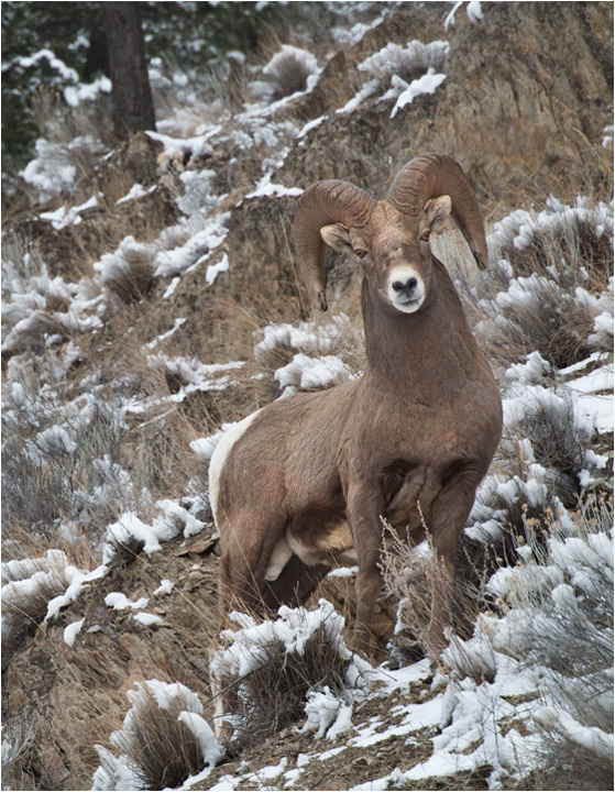 The Nikon V1 and the Wildlife Photographer