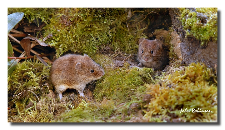 Bank Voles
