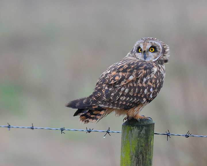 Short Eared Owl.