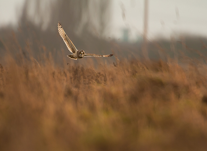 Another SEO