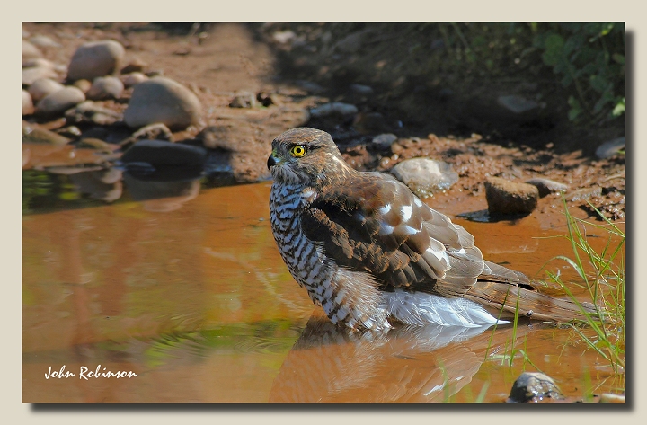Same bird - new puddle