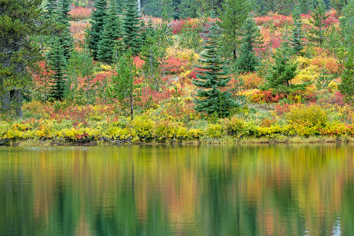 Surprise Lakes Indian Berry Fields - UPDATED