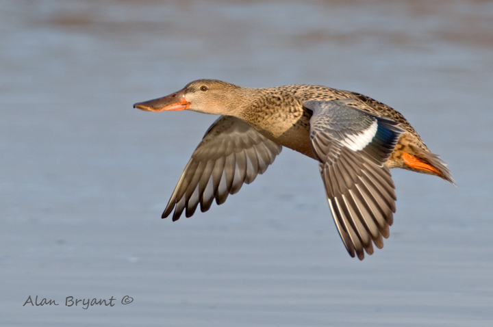 Shoveler In-flight(+repost)