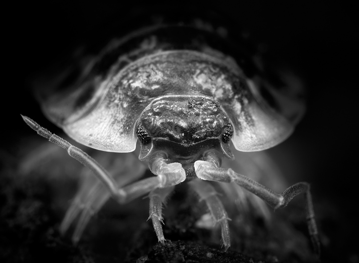 Black and White Macro