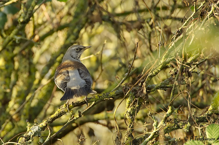 Fieldfare