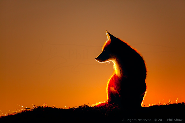 Guess what ... another fox!