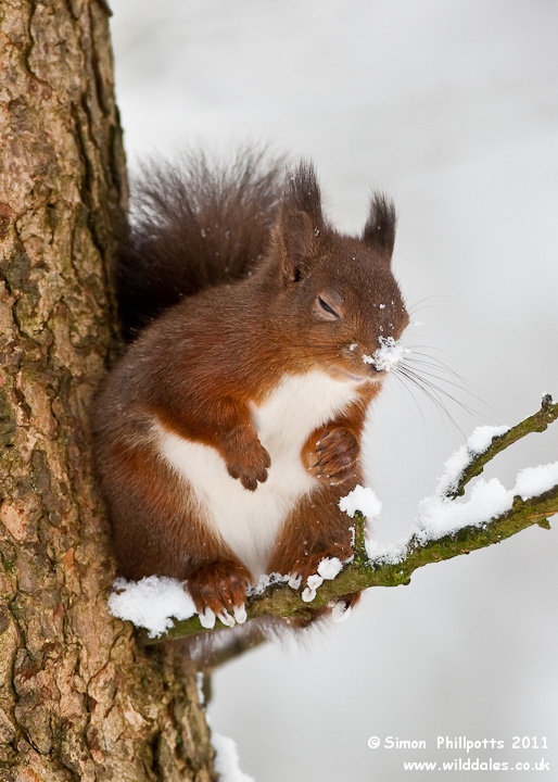 Party Squirrel