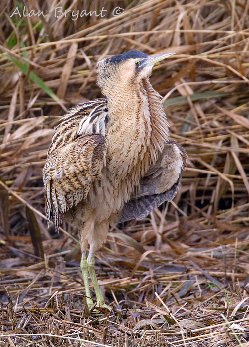 Bittern Display