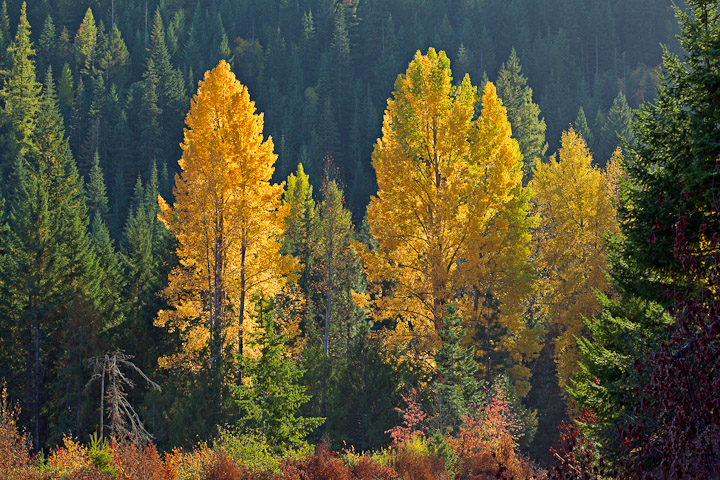 Cottonwoods