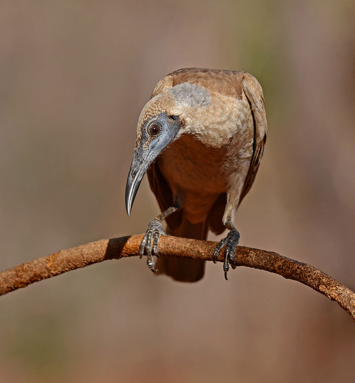 Friar Bird.