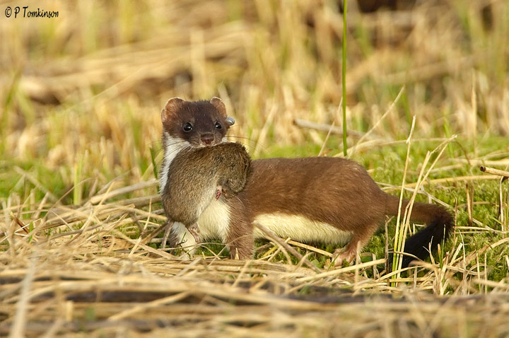 Stoat with 