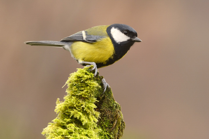Great tit