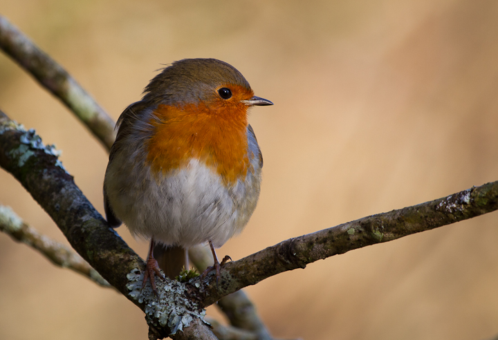 Robin