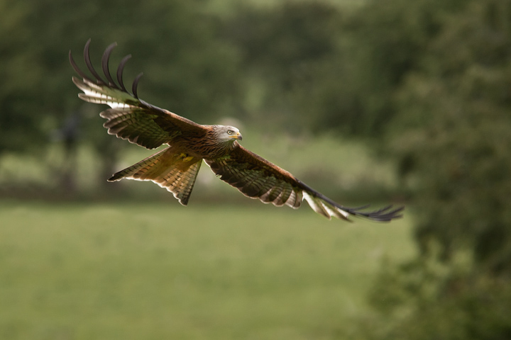 Red Kite & A Happy New Year