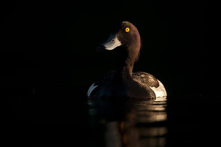 Tufted Duck