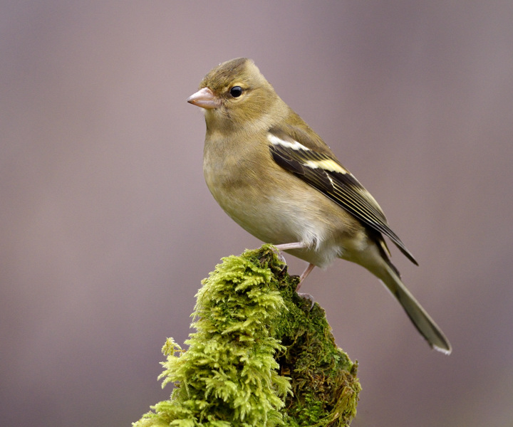 Happy New Year + Chaffinch